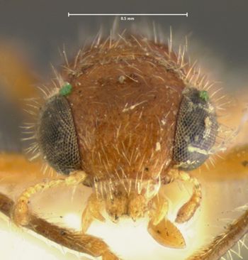 Media type: image;   Entomology 3574 Aspect: head frontal view